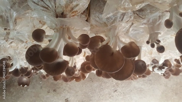 Fototapeta close up shot of Brown oyster mushrooms are growing in farm. Oyster mushrooms closeup grown in artificial conditions on the farm. Greenhouse mushrooms. mushrooms cultivation