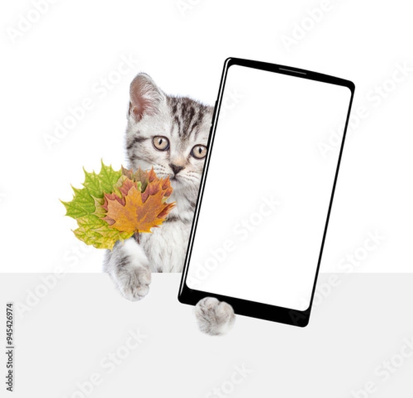 Fototapeta Funny kitten holds dry autumn leaves and shows smartphone with white blank screen in it paw above blank white banner. isolated on white background