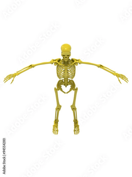 Obraz 人骨イメージ