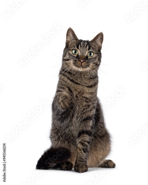 Fototapeta Classic tabby house cat, sitting up facing front with one paw pointing to viewer. Looking towards camera. Isolated on a white background.