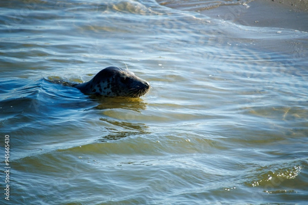 Obraz Seal in the Waddenzee