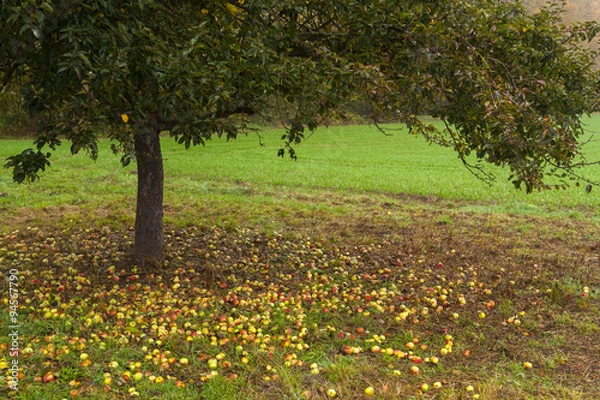 Obraz Apples on the grass under apple tree