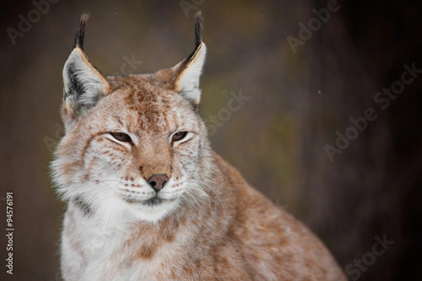 Fototapeta Lynx Portrait