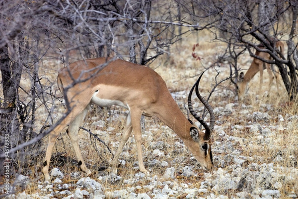 Fototapeta Black-faced Impala, Aepyceros melampus petersi in the bush Namibia