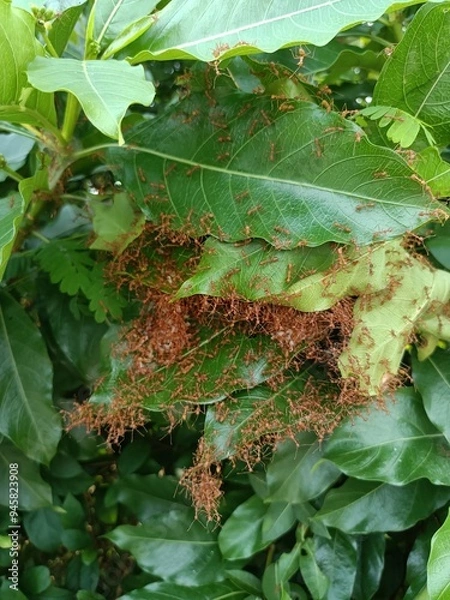 Fototapeta Red ant’s nest or ant’s haunt made of leaf