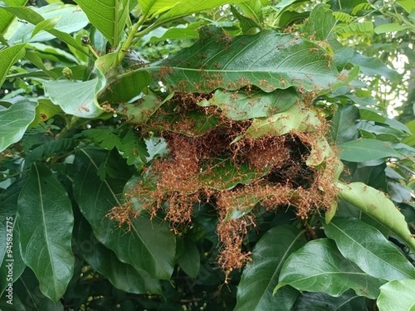 Fototapeta Red ant’s nest or ant’s haunt made of leaf