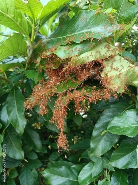 Fototapeta Red ant’s nest or ant’s haunt made of leaf
