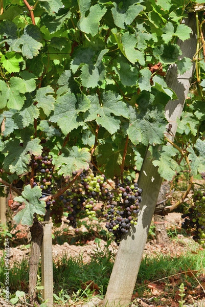 Obraz Bordeaux, France. Vineyards of Saint-Emilion. August 15, 2024.