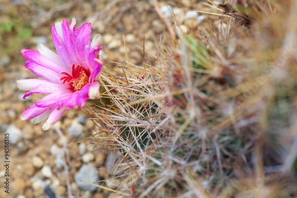 Fototapeta サボテンのお花