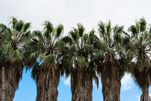 Fototapeta A row of exotic palm trees photographed in Monte Palace Tropical Garden, in Madera
