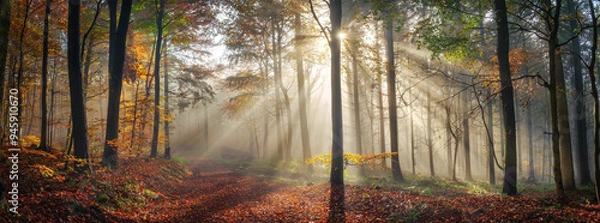 Fototapeta Panoramic nature scenery with beautiful sunny mood in a foggy forest in autumn, with the rays of sunlight illuminating the mist behind the tree trunks along a path 