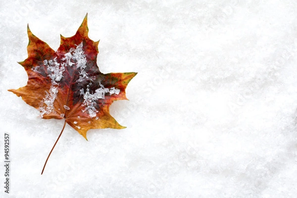 Obraz Fallen Leaf in the Snow