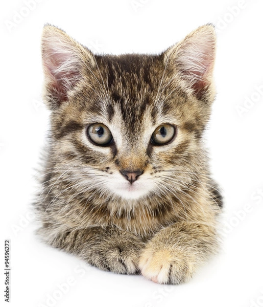 Obraz Kitten on a white background