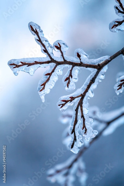 Obraz Frozen Tree after Icy Rain