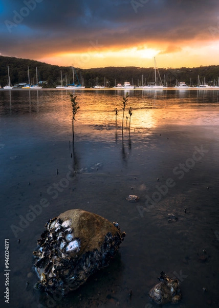 Fototapeta rock and plants in water at sunrise near hardys bay central coast nsw australia