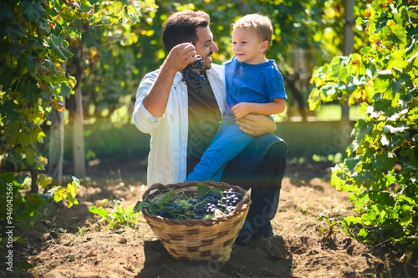 Fototapeta Winemaker father showing freshly harvested grapes to son in vineyard