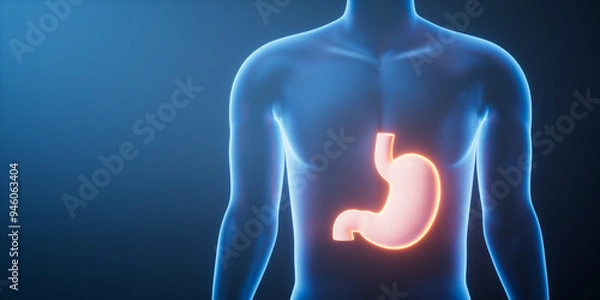 Fototapeta Organ stomach in the transparent human body, 3d rendering.