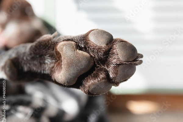 Fototapeta Close-up photo of dog paw
