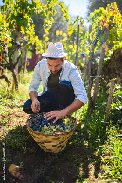 Fototapeta Winemaker harvesting grapes in vineyard during sunny autumn day