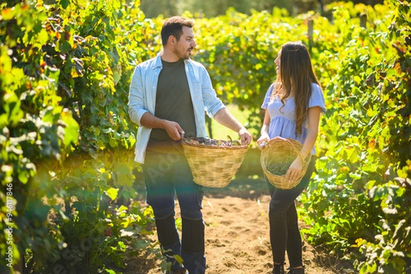 Fototapeta Winemakers walking through vineyard rows carrying wicker baskets full of grapes