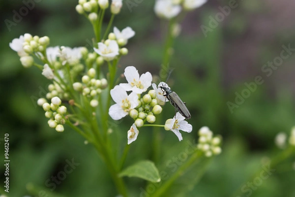 Obraz a beetle on a white flower closeup