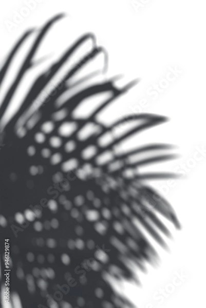 Fototapeta PNG Shadow of palm leaves, transparent background