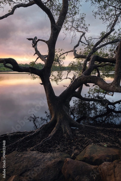 Fototapeta tree along wooli wooli river at sunset on nsw north coast in australia