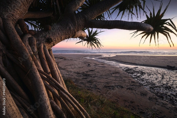 Fototapeta banyan tree and creek on beach at sunrise dawn at minnie water on nsw north coast of australia
