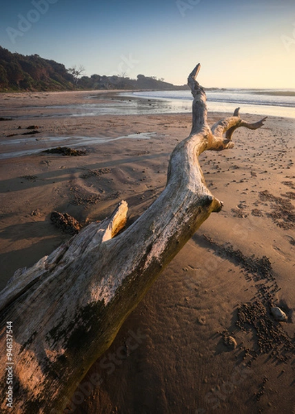 Fototapeta fallen tree on beach sand during golden hour at minnie water on nsw north coast with creeks