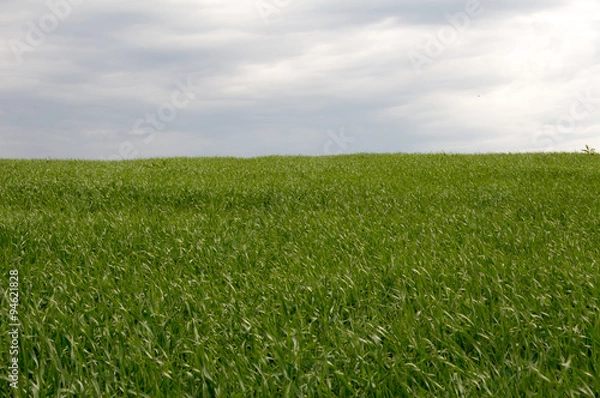 Obraz field sown with grass to the horizon