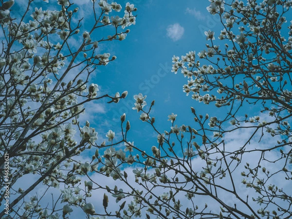 Fototapeta 한국에서 피는 사계절 꽃들