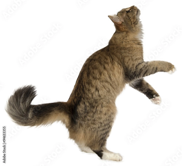 Obraz jumping cat kitten isolated on white background