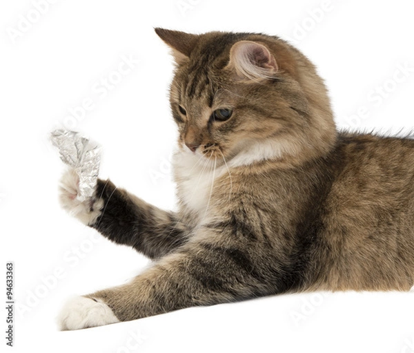 Obraz Looking gray kitten with colorful chocolate Easter eggs, isolated on white