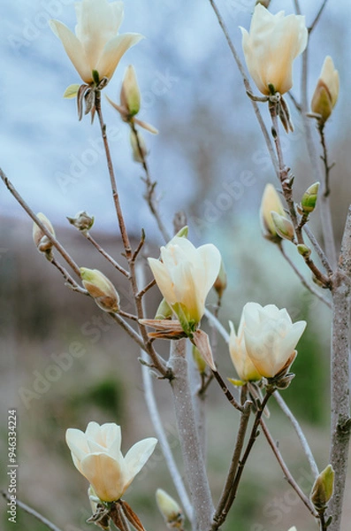 Fototapeta 한국에서 피는 사계절 꽃들