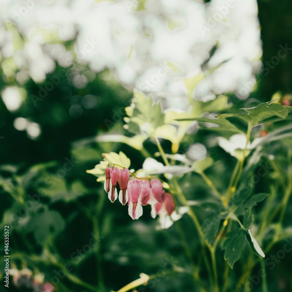 Fototapeta 한국에서 피는 사계절 꽃들
