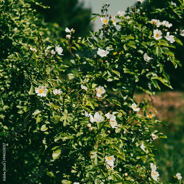 Fototapeta 한국에서 피는 사계절 꽃들