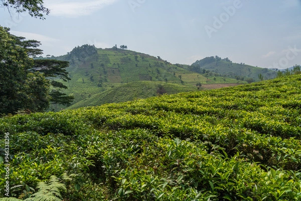 Obraz Bwindi Impenetrable National Park, Uganda, Africa