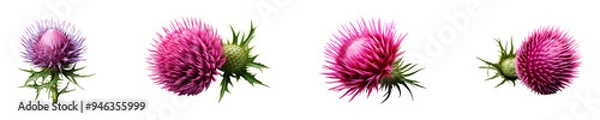 Fototapeta Set, collection of Milk Thistle isolated on transparent background.