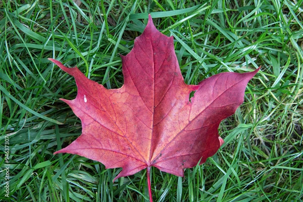 Fototapeta Rot braunes Ahornblatt im Gras - Reddish brown maple leaf in the grass