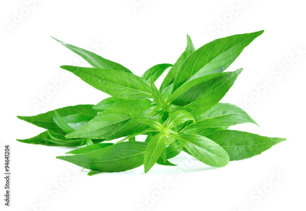 Fototapeta Andrographis paniculata plant on white background