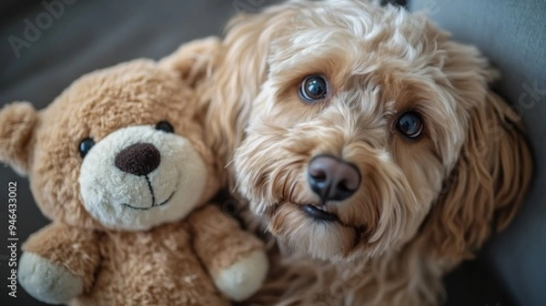 Fototapeta A high-resolution shot of a fluffy dog with a teddy bear toy, looking up with a sweet, curious gaze and its fur looking extra soft and cuddly.
