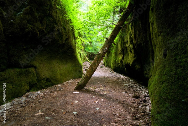 Fototapeta 日本、北海道、支笏湖の苔の回廊