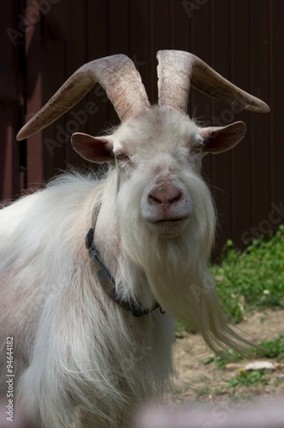 Obraz козёл