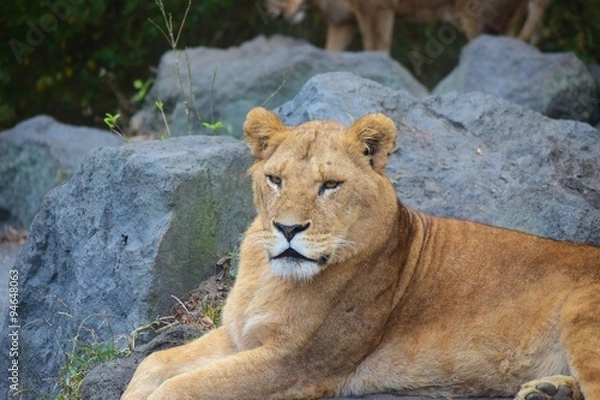 Fototapeta ライオン