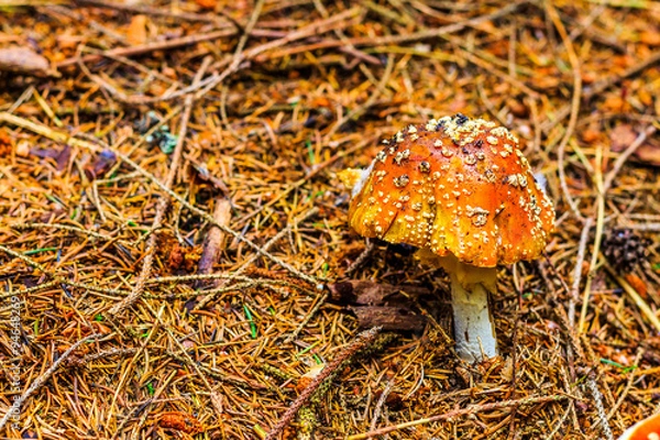 Fototapeta Mushrooms in the woods with autumn colours