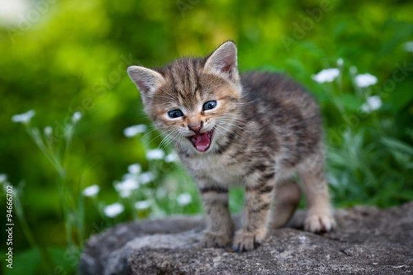 Fototapeta Котенок открыл рот