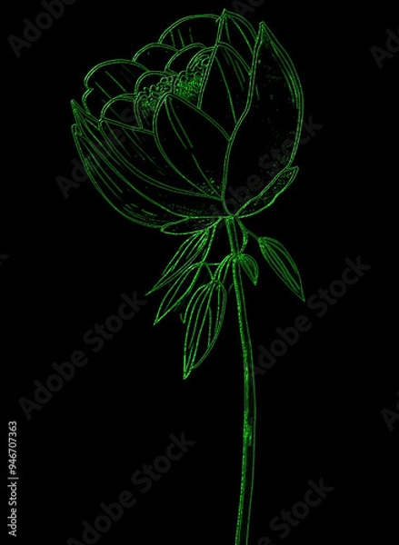 Obraz Green flower isolated on black background. Vector illustration.