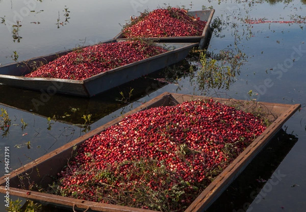 Obraz Harvested cranberries floating in the field in Muskoka Region of Ontario, Canada