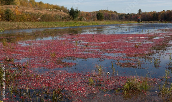 Fototapeta Field of floating cranberries during the harvest in Muskoka Region of Ontario, Canada