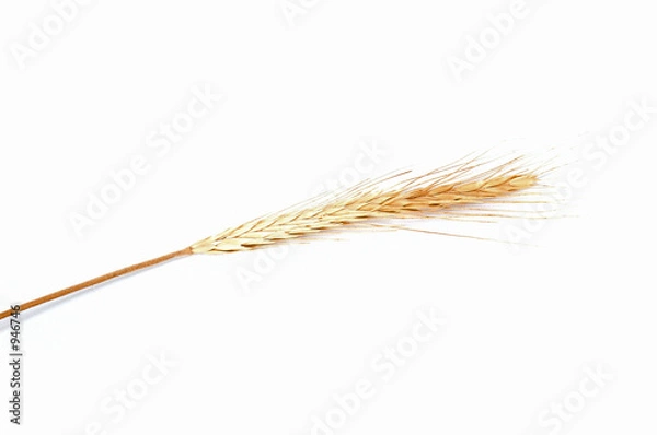 Fototapeta wheat